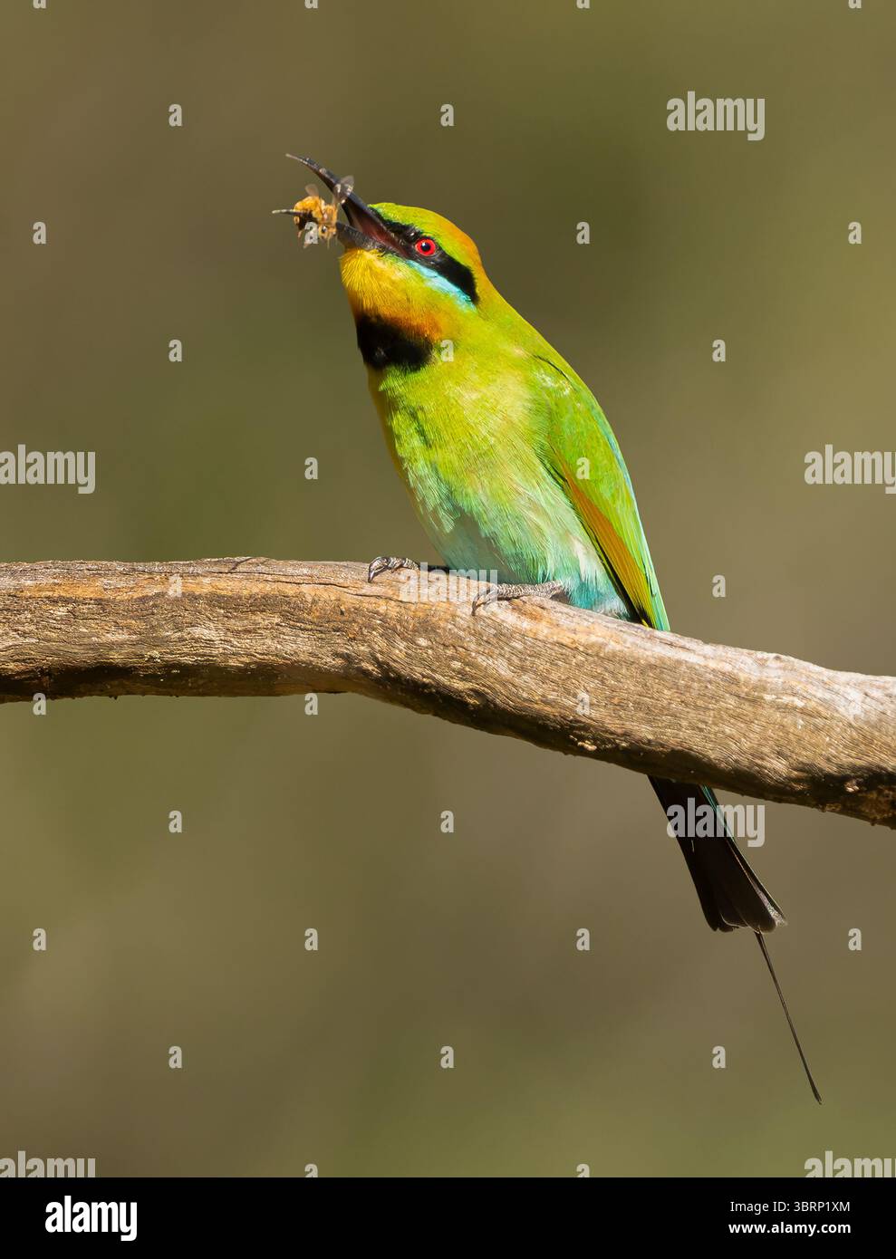 Regenbogenbienenfresser fliegen schnell und fangen Bienen und Wespen auf dem Flügel. Sie kehren zu ihren exponierten Barschen zurück, um die Insekten auf einen Ast zu schlagen Stockfoto