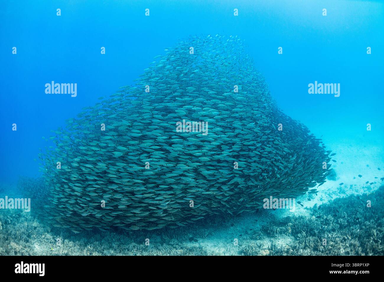 Schule des akulen oder Großaugenskadels, Selar crumenophthalmus, Keauhou Bay, Kona, Hawaii ( Big Island ), Hawaiian Islands, Vereinigte Staaten ( Central Pacific ) Stockfoto