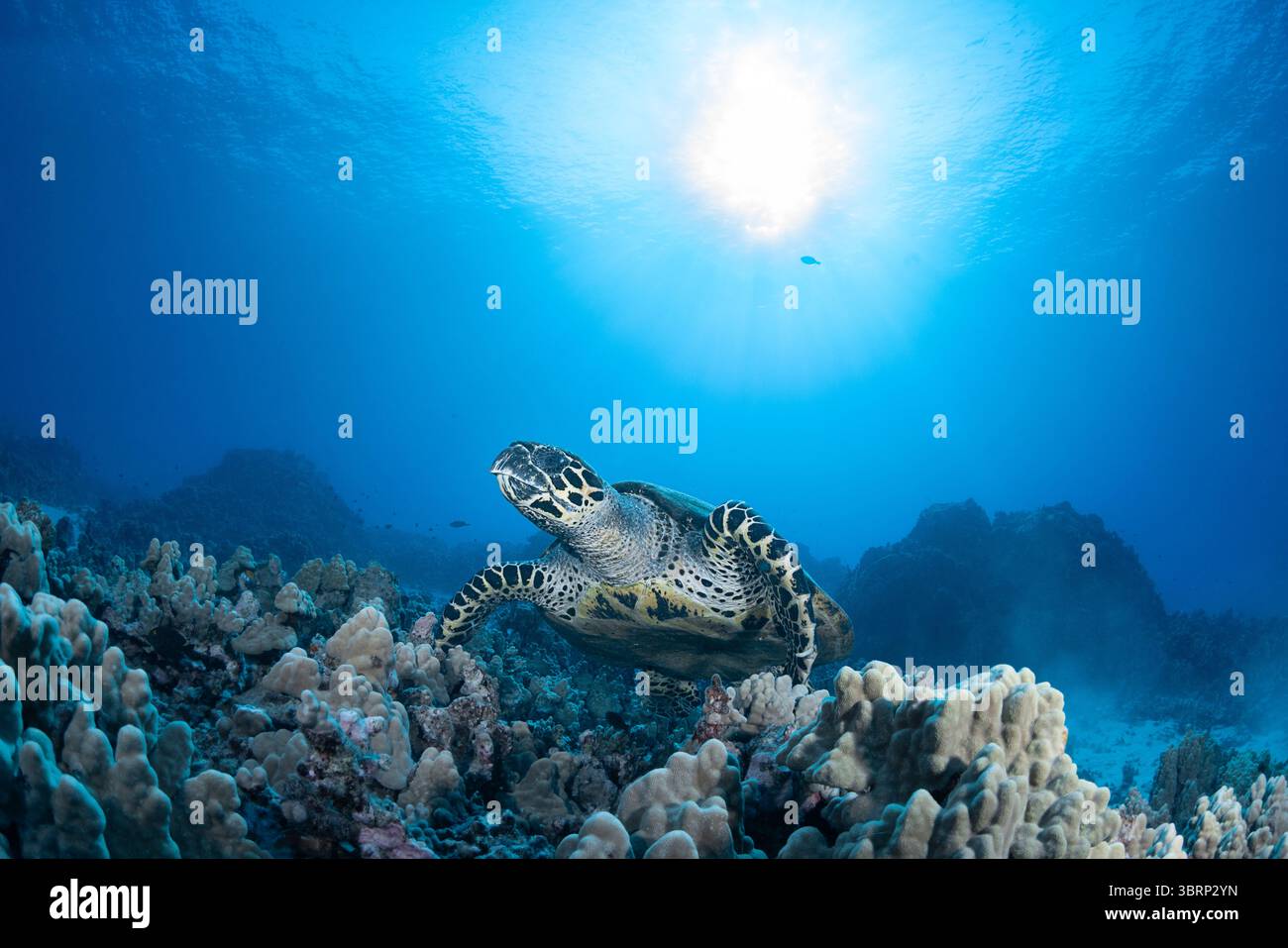 Männliche Karettschildkröte, Eretmochelys imbricata ( bedrohte Spezies ) schwimmt über Korallenriffen, Honokohau, North Kona, Hawaii, USA Stockfoto