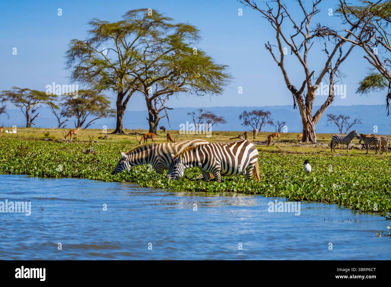 Zebras trinken Stockfoto
