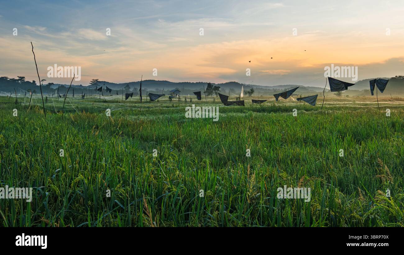 Das goldene Morgenlicht taucht Reisfelder, die mit Schutznetzen bedeckt sind und von verstreuten Hütten gesäumt sind, unter einem nebeligen Morgenhimmel, an dem Vögel schweben. Stockfoto