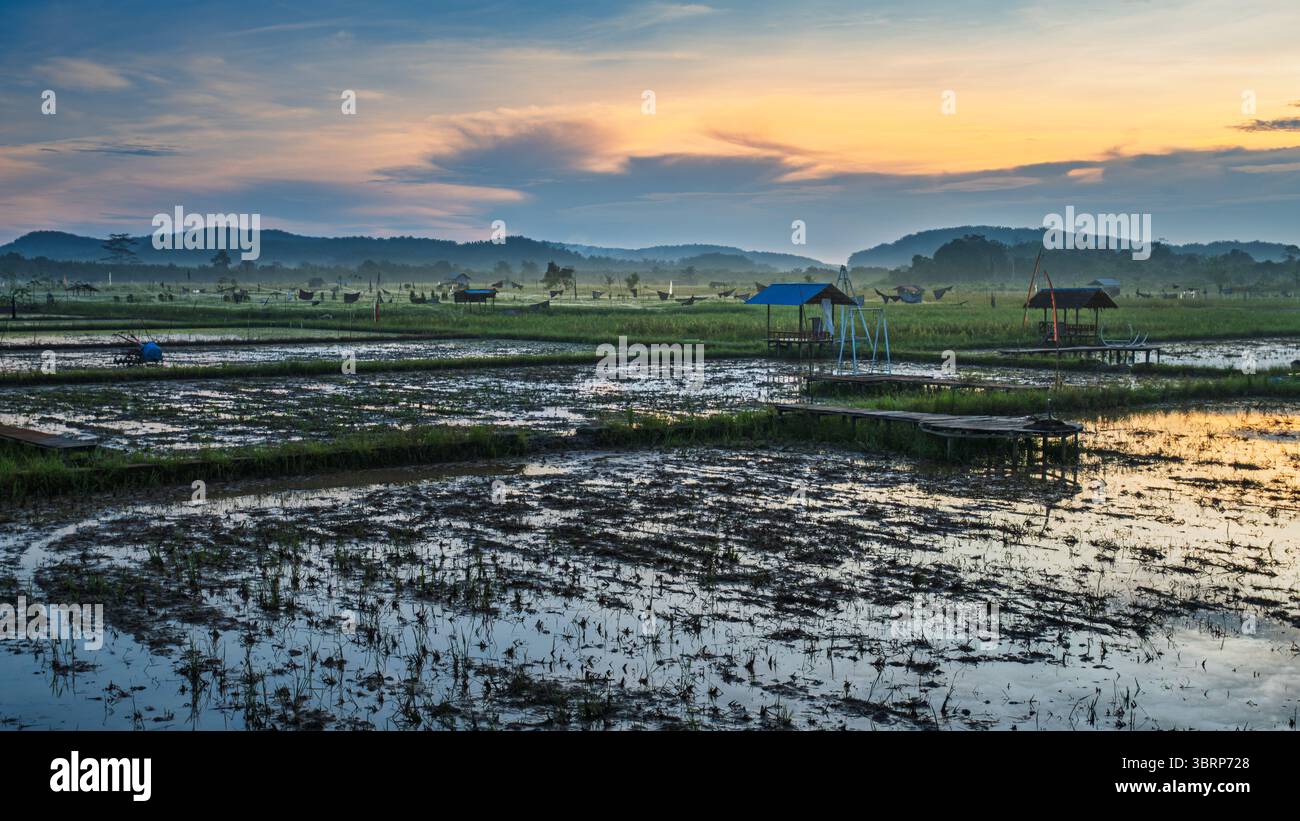 Nebliger Morgen über überfluteten Reisfeldern mit Hütten und Hügeln unter goldenem Sonnenaufgangslicht in Samboja, Indonesien. Stockfoto