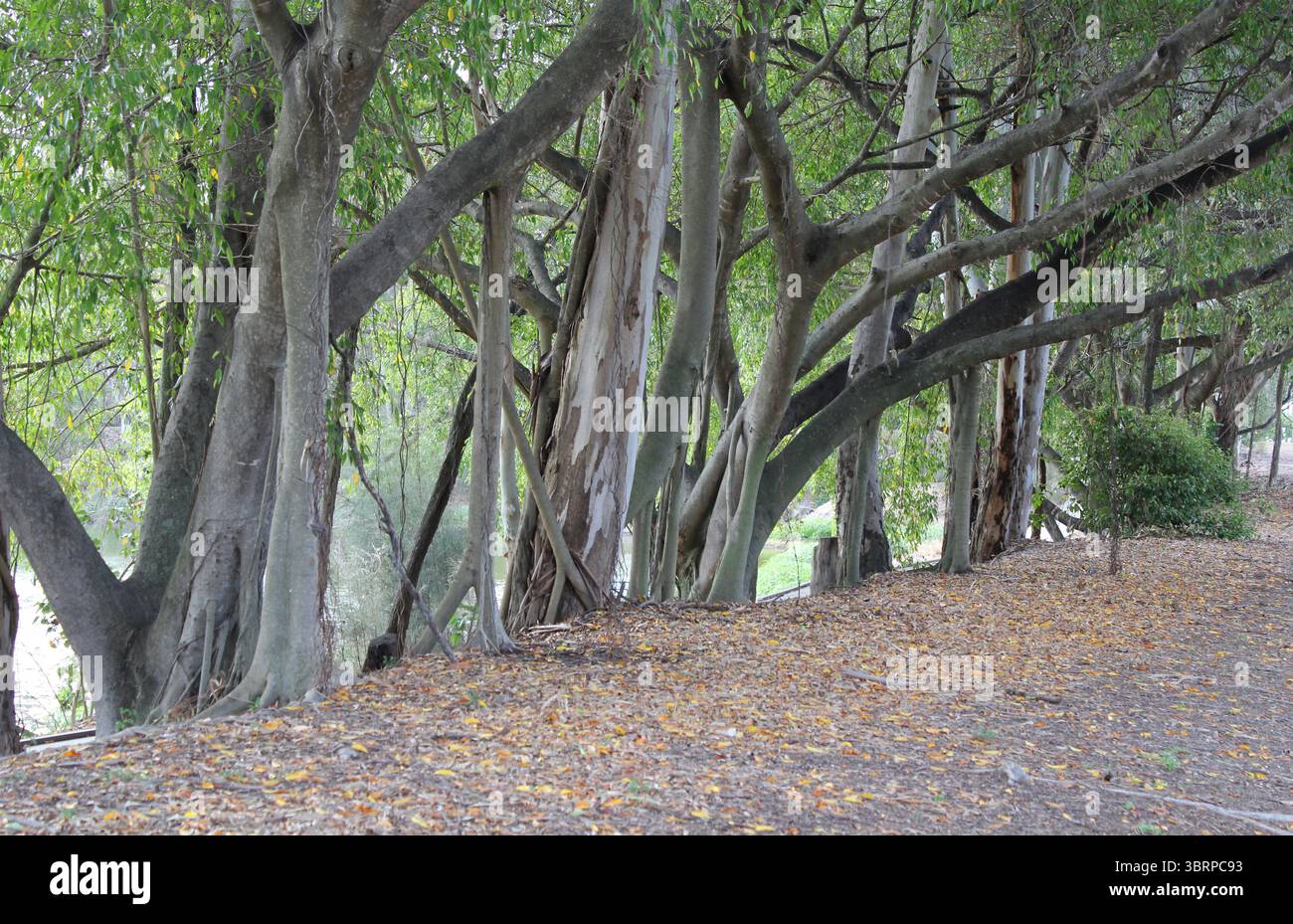 Gruppe von Baumstämmen neben einer Pfadlandschaft Stockfoto
