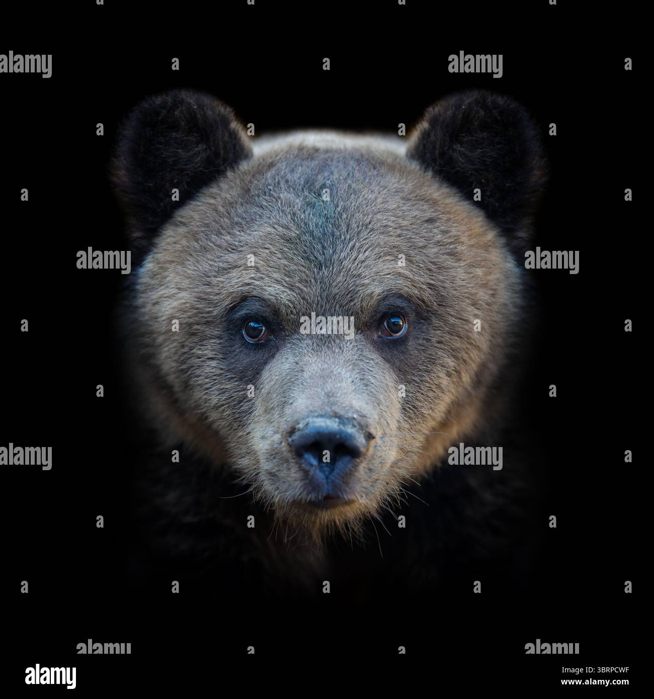 Fesselndes Porträt eines jungen braunen Bärenjungen mit neugierigem Blick und weichem Fell vor einem krassen schwarzen Hintergrund, um seine natura hervorzuheben Stockfoto