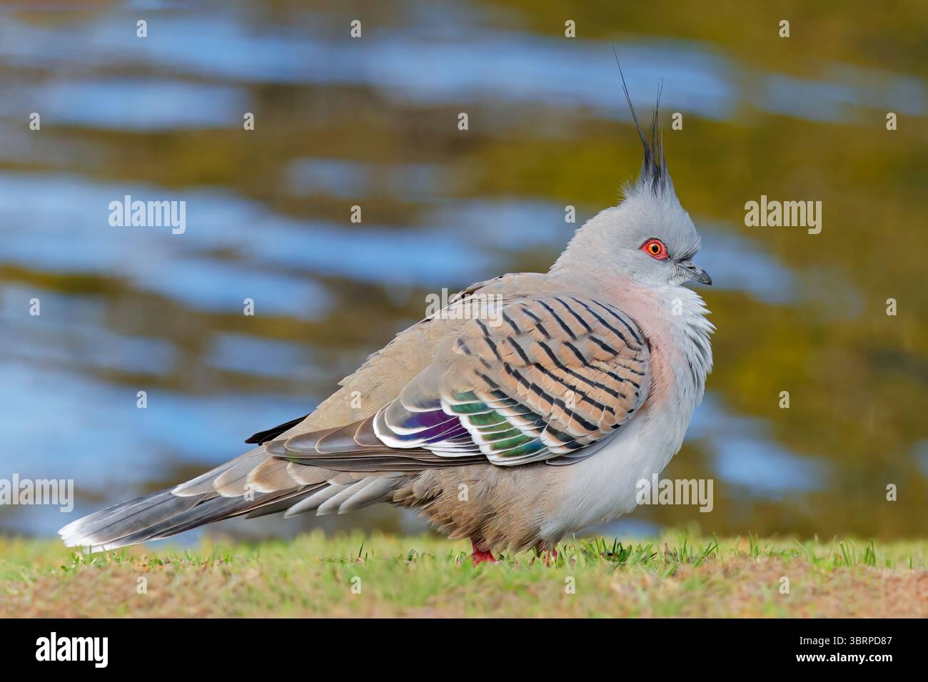 Eine Haubentaube (Ocyphaps lophotes) im natürlichen Lebensraum South Australia Stockfoto