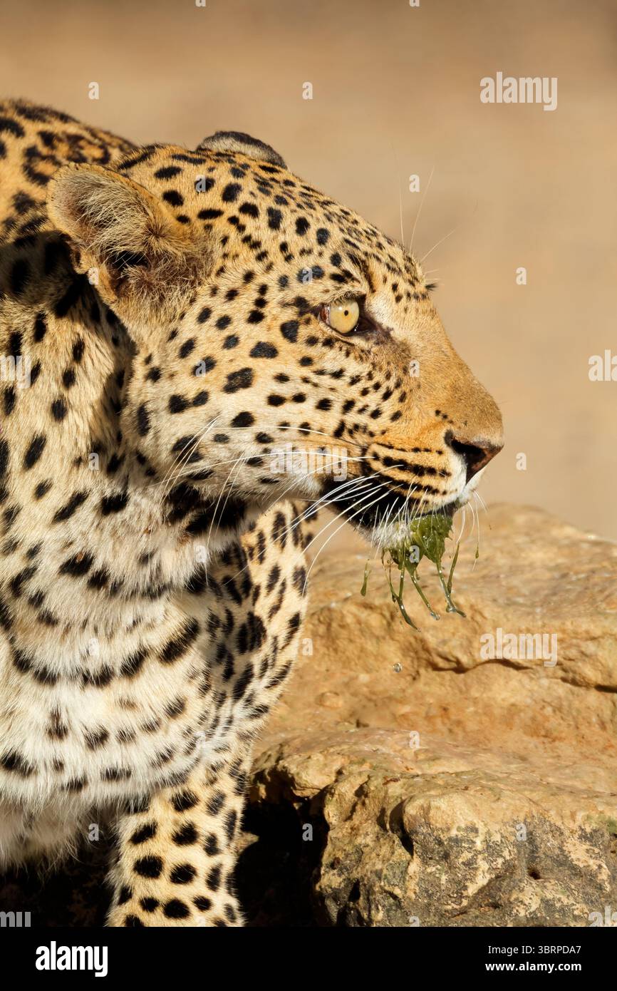 Porträt eines Leoparden (Panthera pardus) in natürlichem Lebensraum, Kalahari Wüste, Südafrika Stockfoto