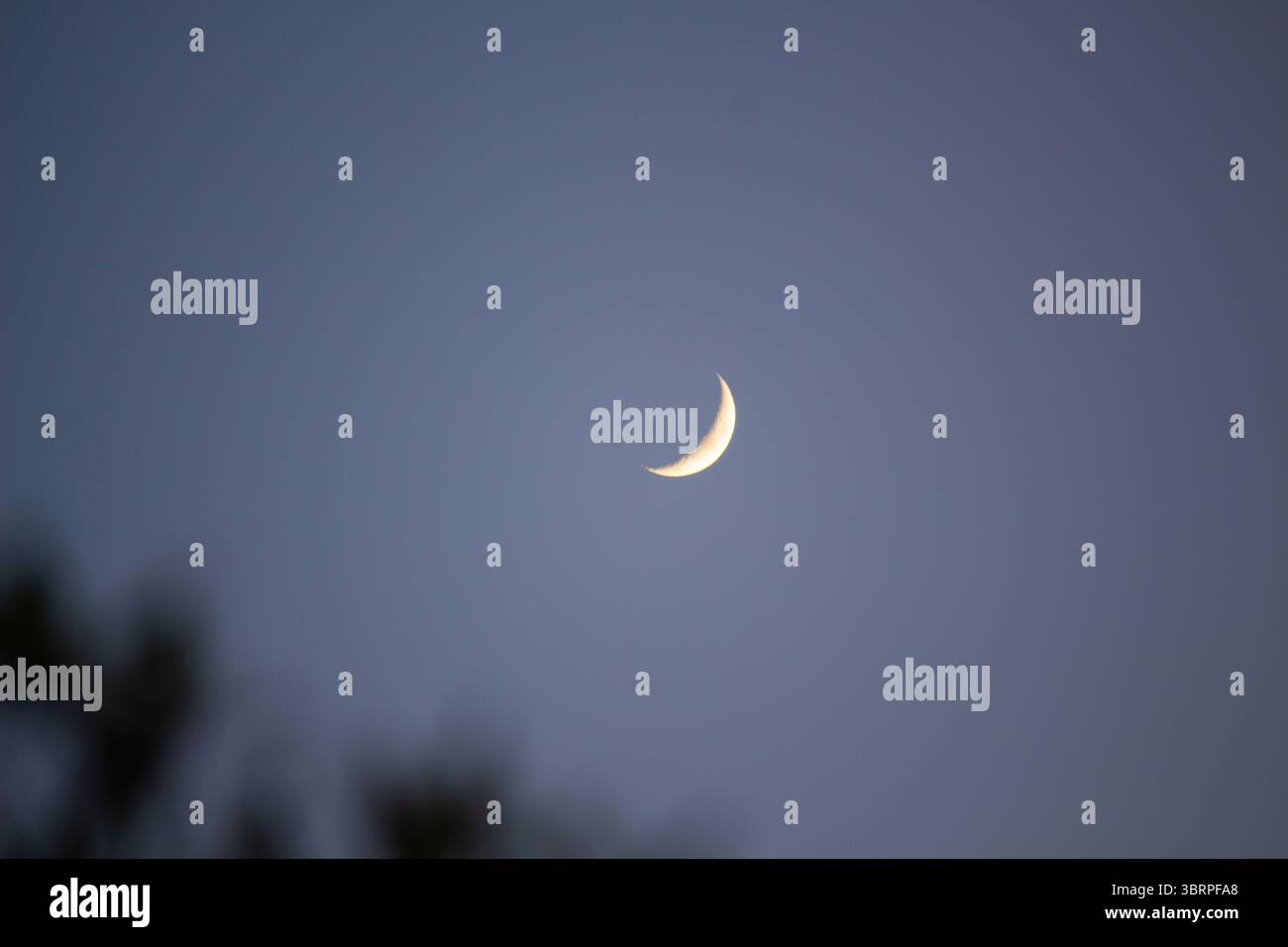 Mondsichel, der im Dämmerhimmel glüht, mit verschwommener Vordergrundsilhouette, friedlicher Nacht Natur Astronomie Hintergrund Stockfoto