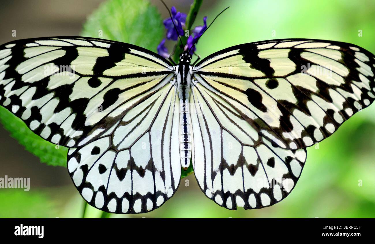 A photo shows a Idea Leuconoe, known as a paper kite butterfly, at the Adachi Park of Living Things in Tokyo, Japan, on July 10, 2025. ( The Yomiuri Shimbun via AP Images ) Stockfoto