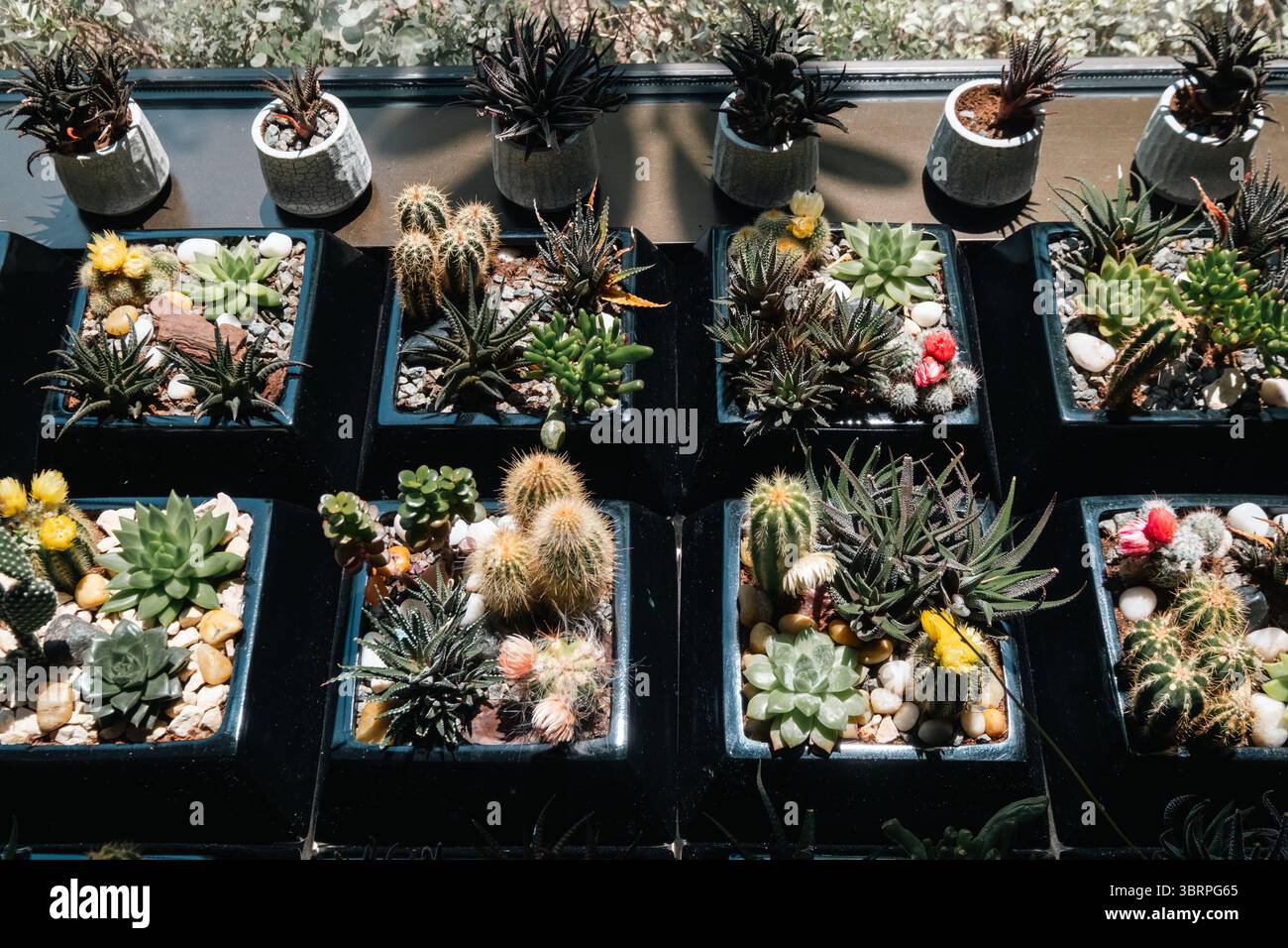 Eine Sammlung von verschiedenen Kakteen und Sukkulenten, in schwarzen Behältern, angeordnet auf einer sonnigen Fensterbank. Kleine weiße Töpfe mit Pflanzen säumen den Rücken, A Stockfoto