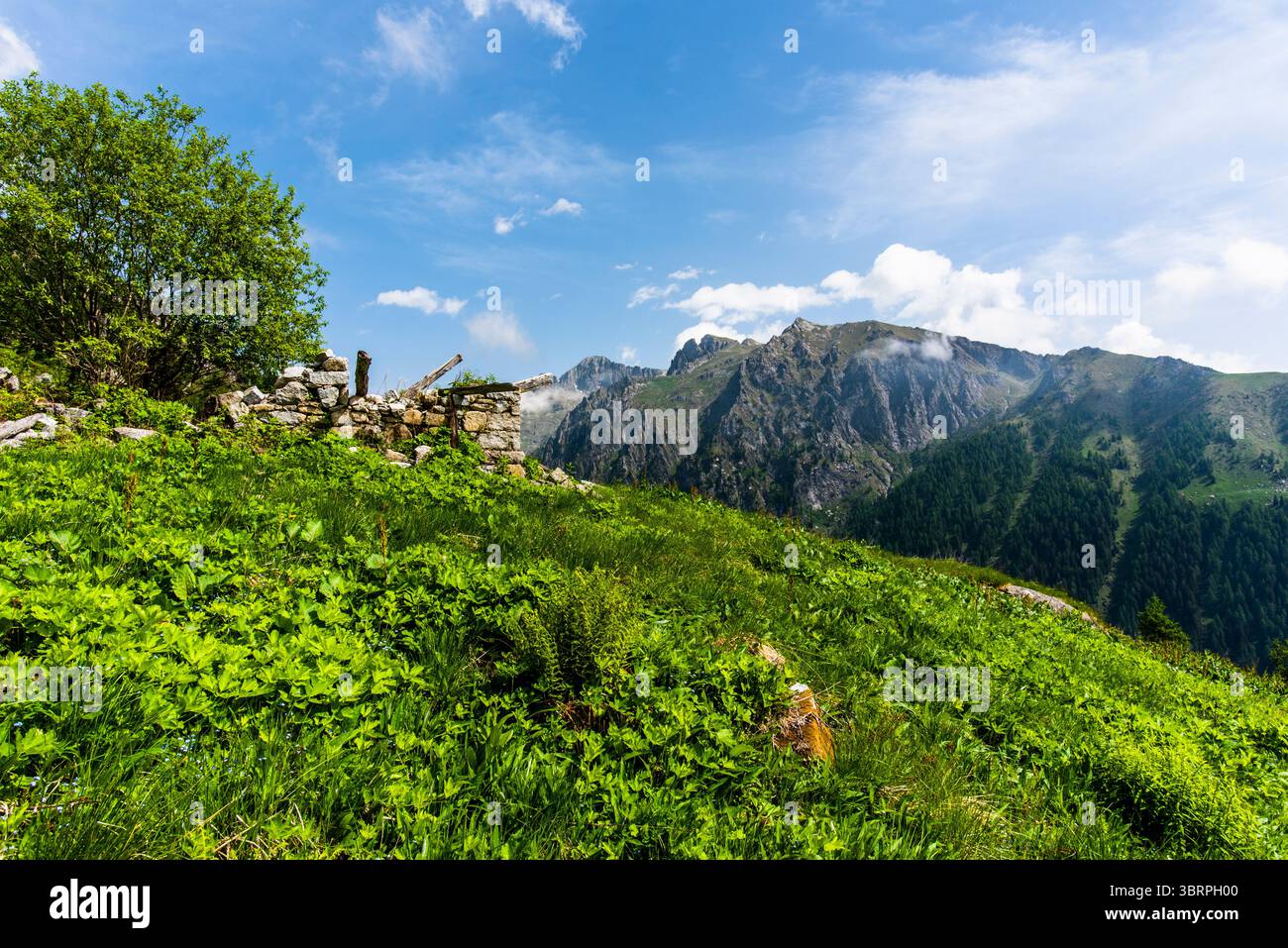 Verlassene und halb zerstörte Almhütte zwischen den Weidewiesen und den Granitgipfeln der Lagorai in Trient Italien Stockfoto
