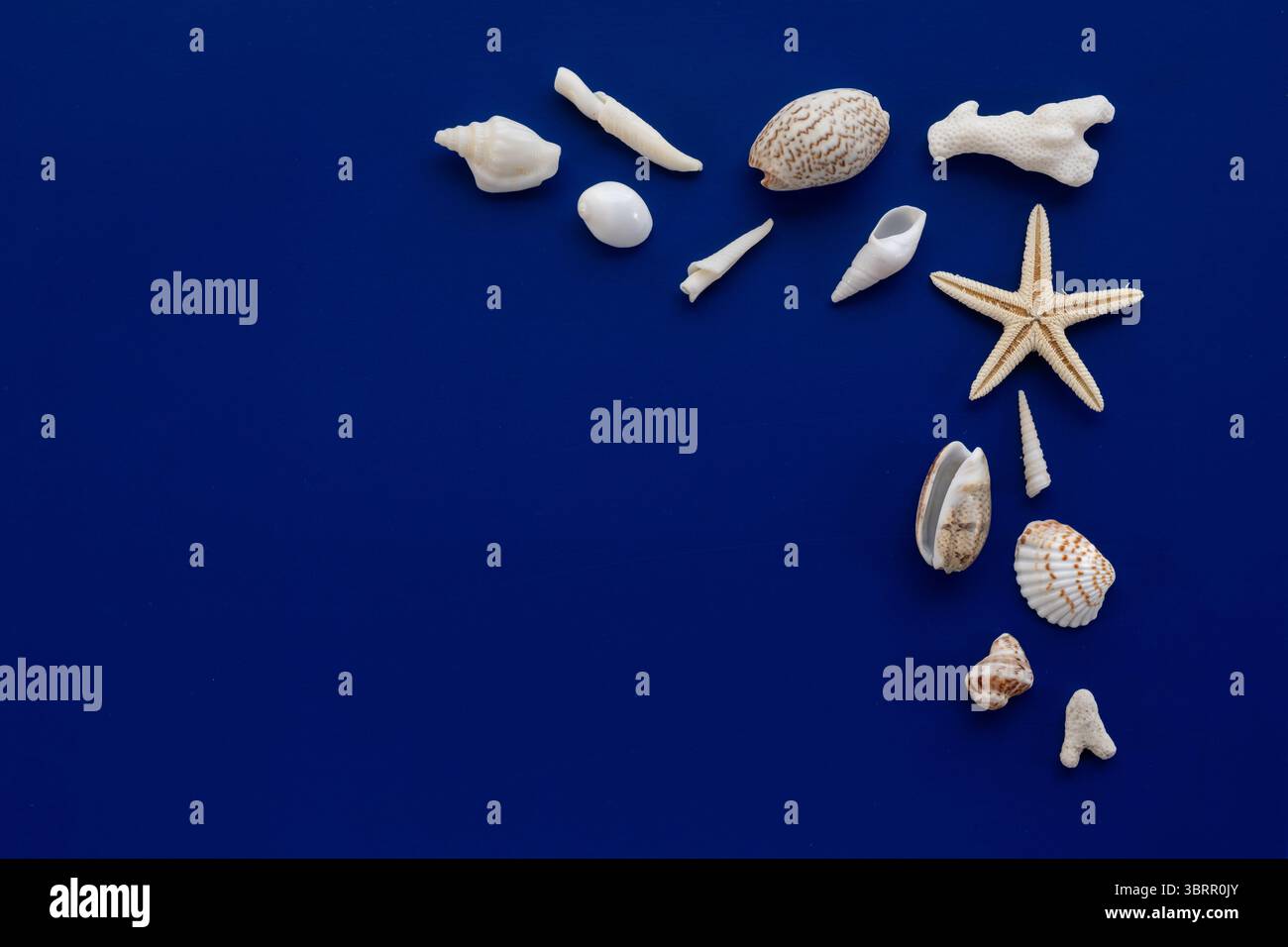 Verschiedene Muscheln und Seesterne-Grenzen isoliert auf blauem Hintergrund, Küsten-Hintergrund mit leerem Platz für Kopiertext oder Foto Stockfoto