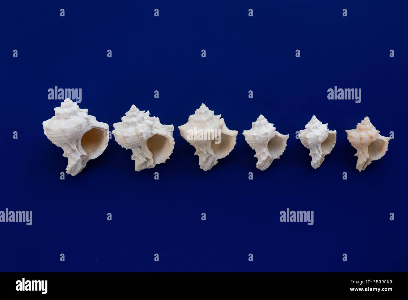 Muschel auf blauem Hintergrund, Muschelrand isoliert, Küste Thema Hintergrund, Stockfoto von Muscheln auf Hintergrund Stockfoto