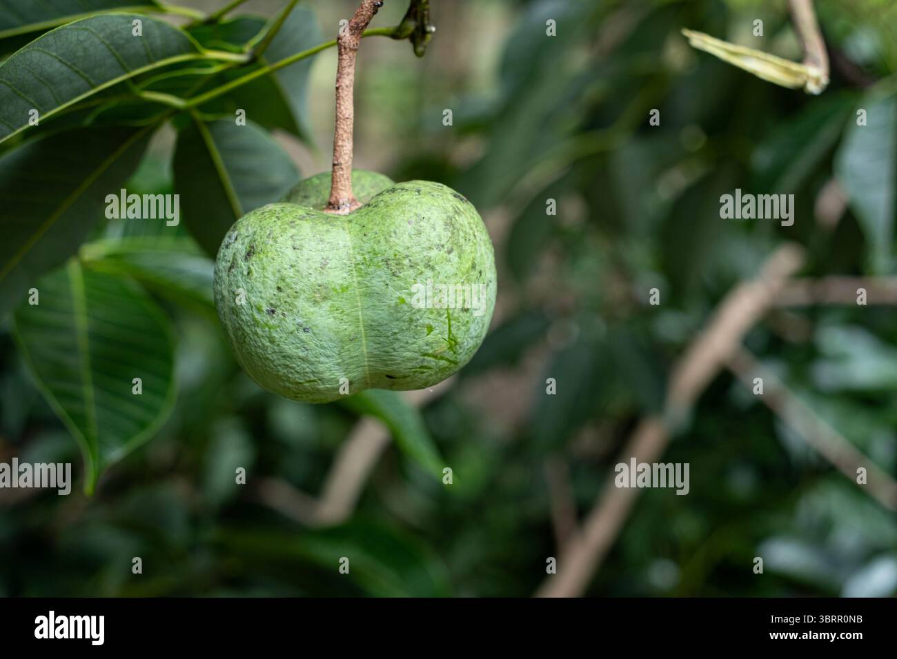 Frucht des Para-Gummis, der am Baum hängt Stockfoto