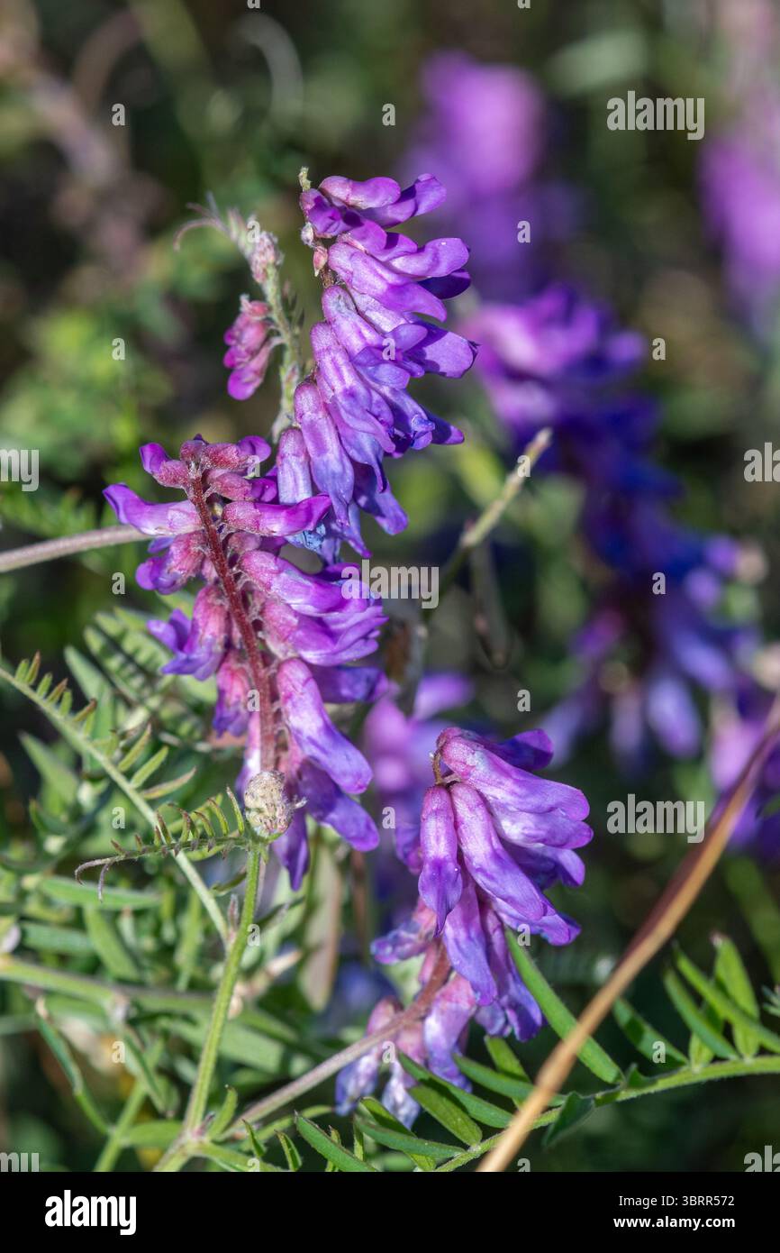 Getuftete Wicke (Vicia cracca) Wildblume, England, Großbritannien, im Juli oder Sommer Stockfoto