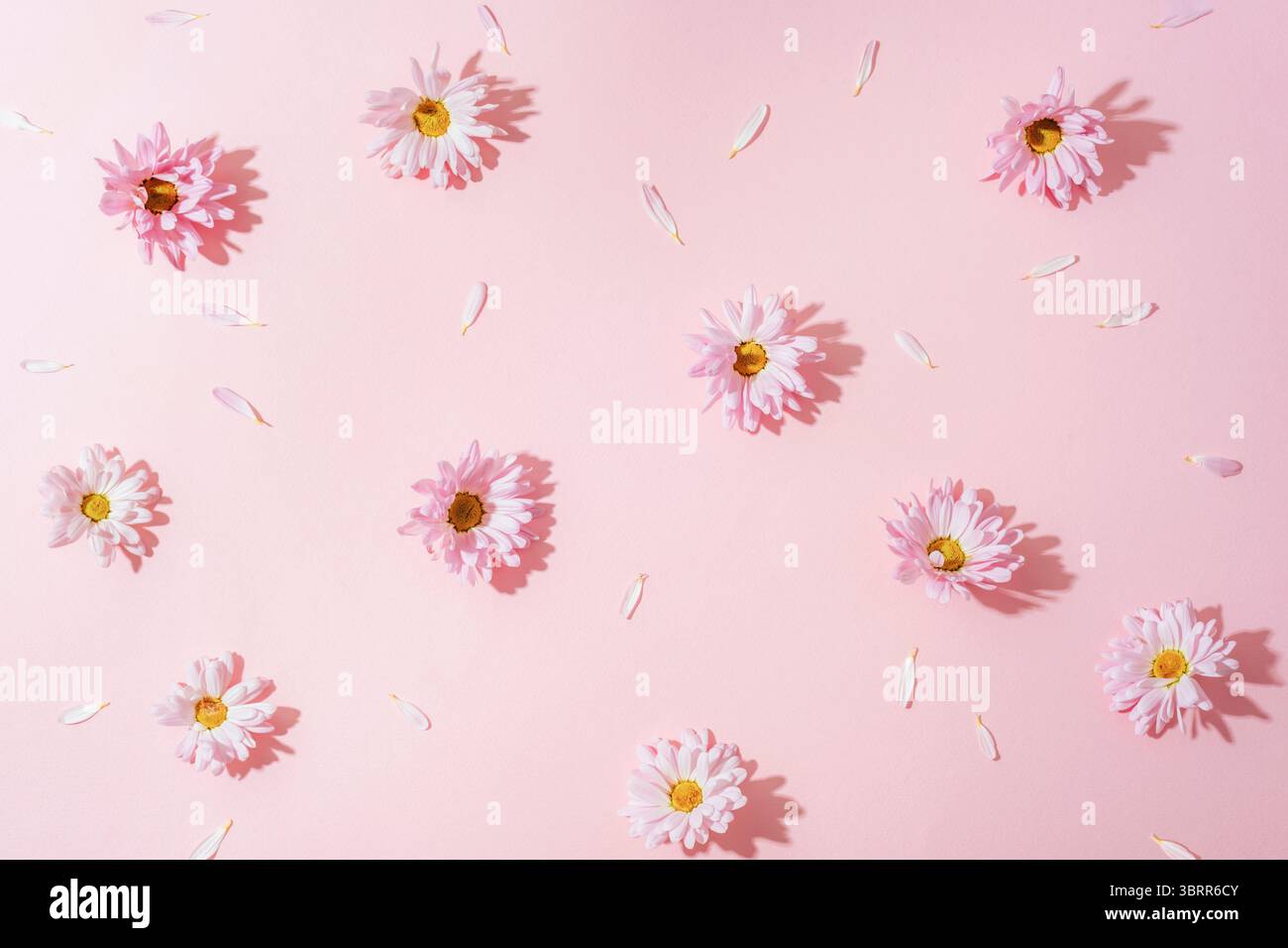 Verstreute rosa Gänseblümchen und Blütenblätter auf pastellfarbenem Hintergrund mit Licht und Schatten. Draufsicht, flach. Stockfoto