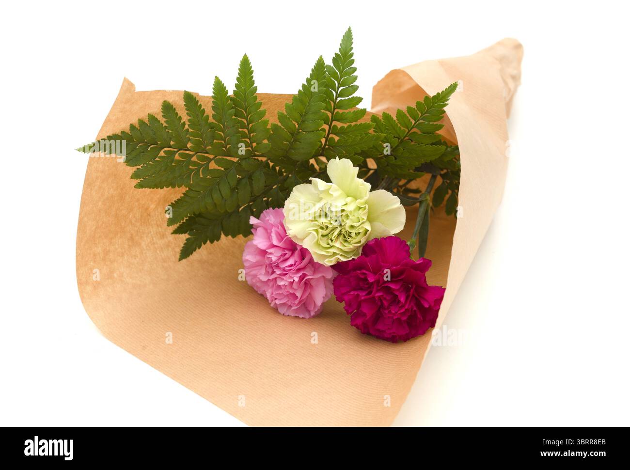 Nelkenblumen aus Equador, in ungewöhnlichen Farben Stockfoto