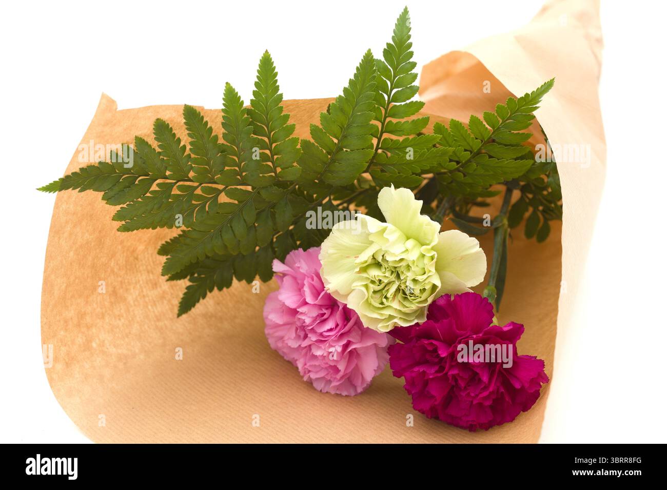Nelkenblumen aus Equador, in ungewöhnlichen Farben Stockfoto