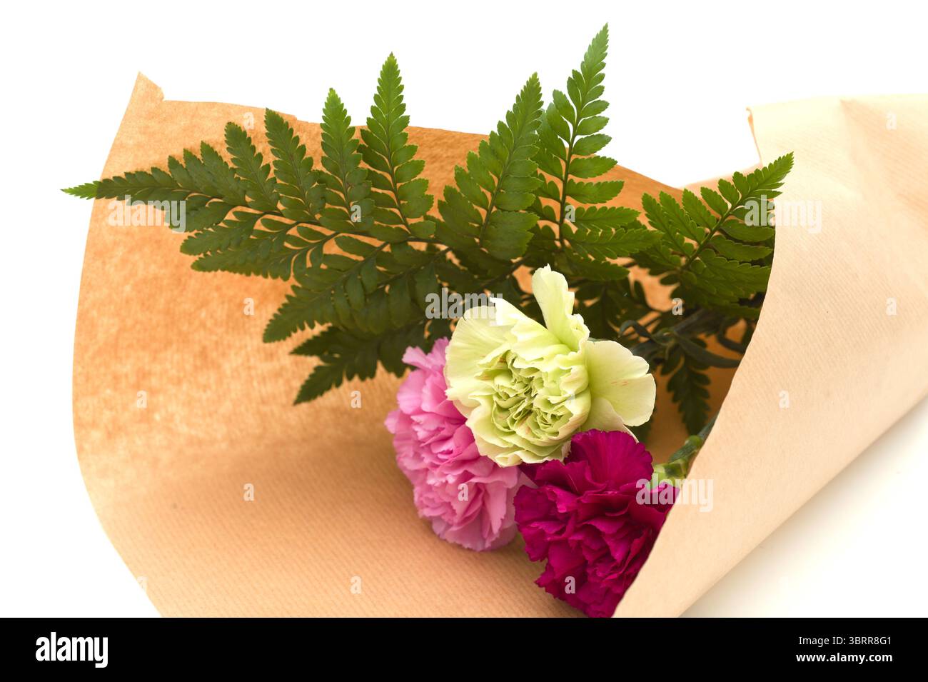 Nelkenblumen aus Equador, in ungewöhnlichen Farben Stockfoto