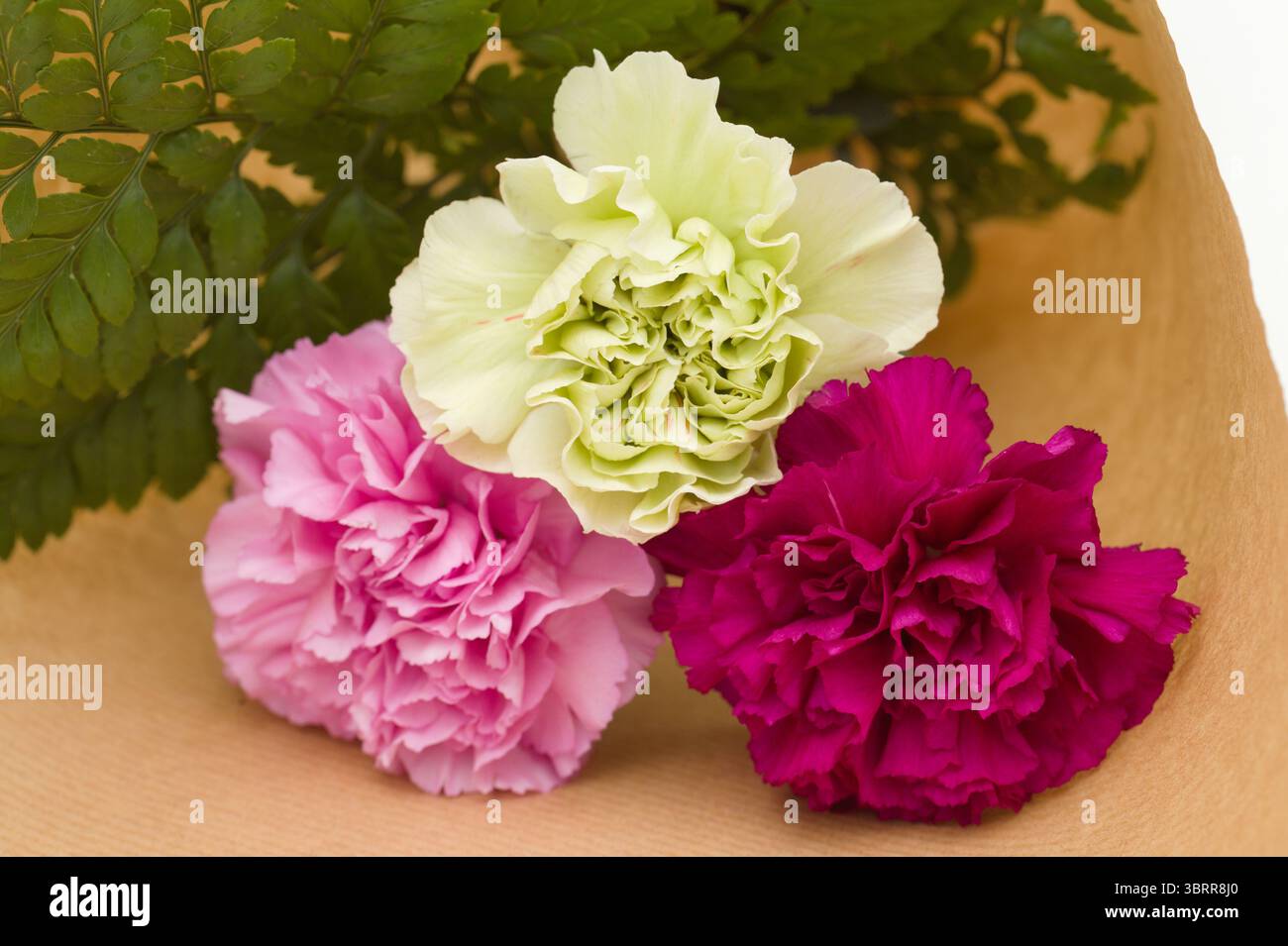 Nelkenblumen aus Equador, in ungewöhnlichen Farben Stockfoto