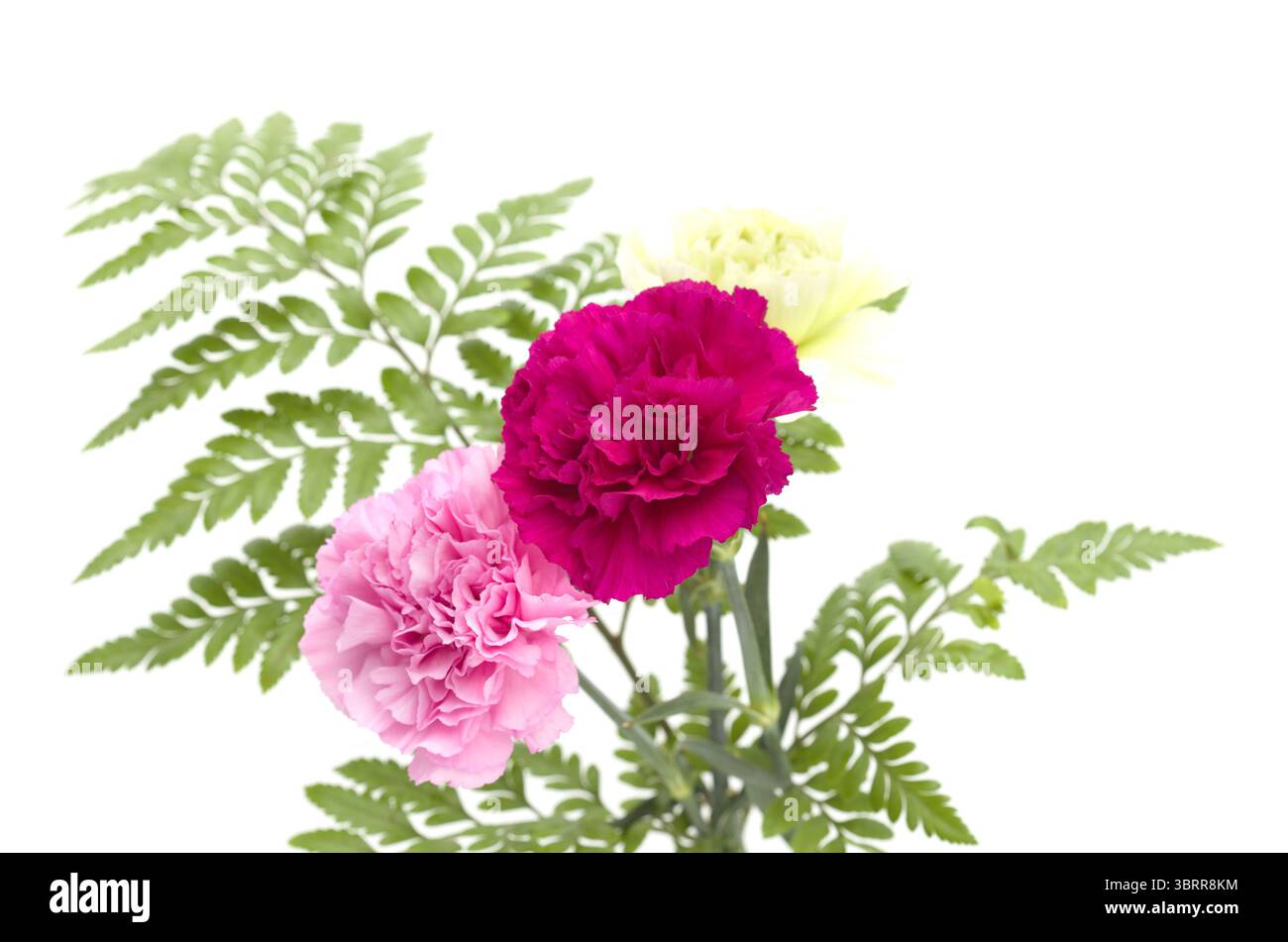 Nelkenblumen aus Equador, in ungewöhnlichen Farben Stockfoto