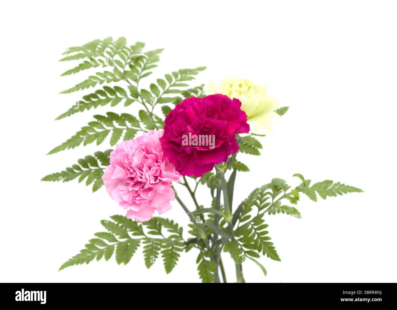 Nelkenblumen aus Equador, in ungewöhnlichen Farben Stockfoto