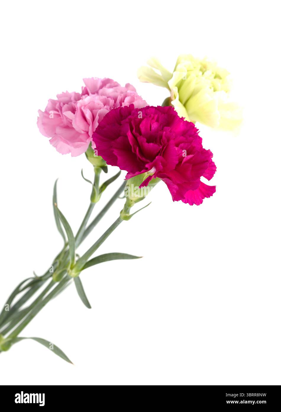 Nelkenblumen aus Equador, in ungewöhnlichen Farben Stockfoto