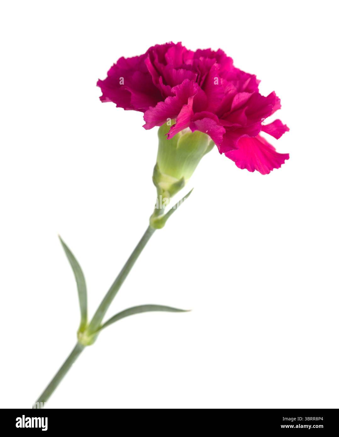 Nelkenblumen aus Equador, in ungewöhnlichen Farben Stockfoto