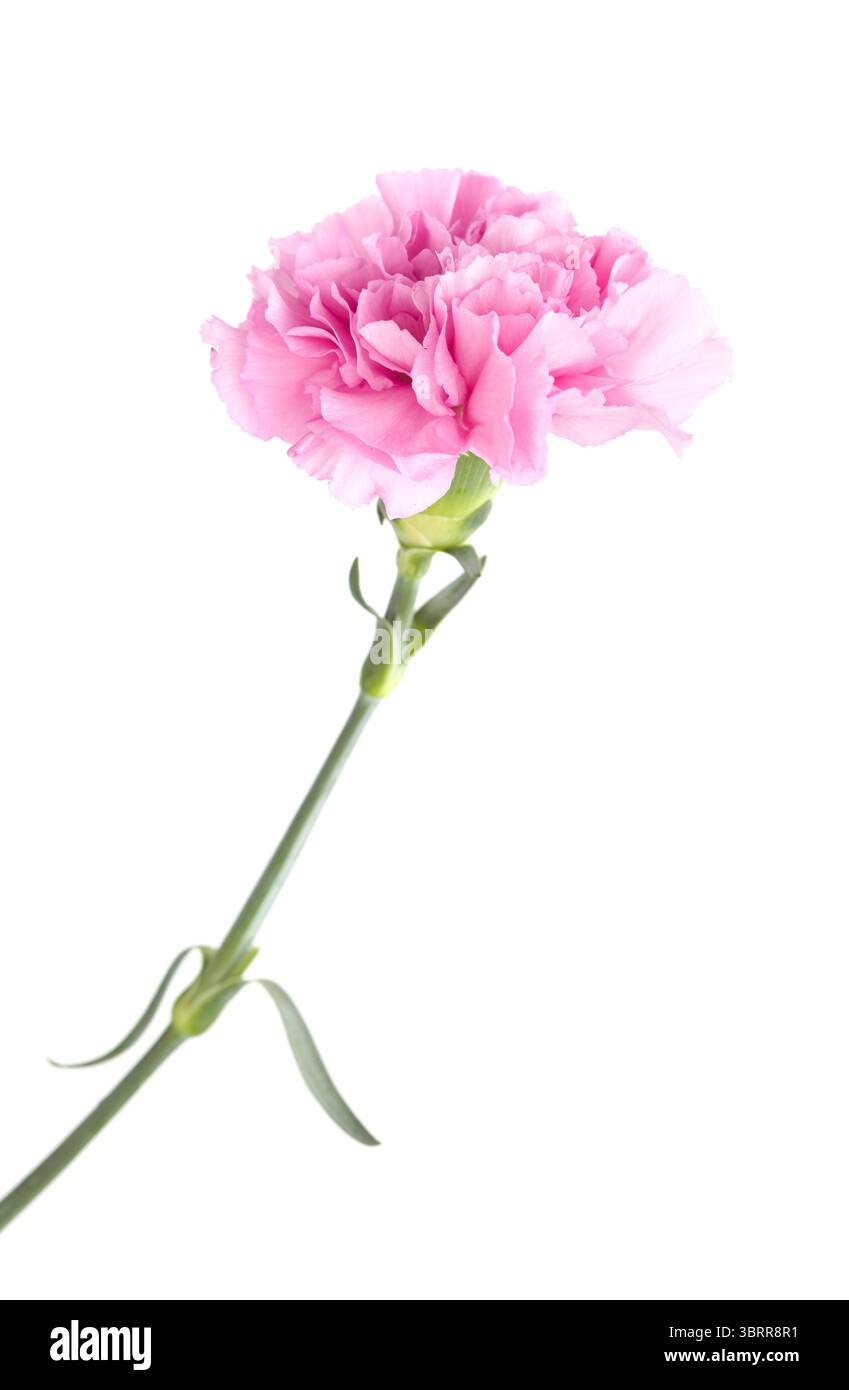 Nelkenblumen aus Equador, in ungewöhnlichen Farben Stockfoto