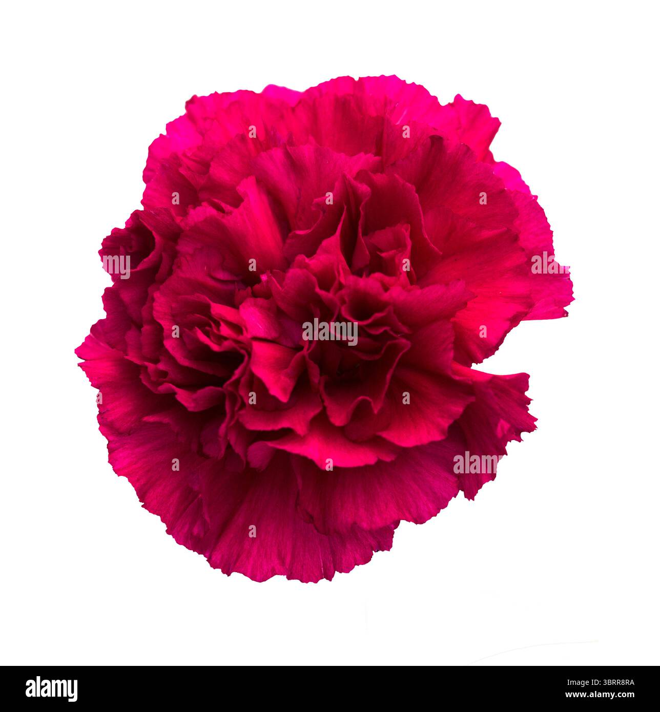 Nelkenblumen aus Equador, in ungewöhnlichen Farben Stockfoto