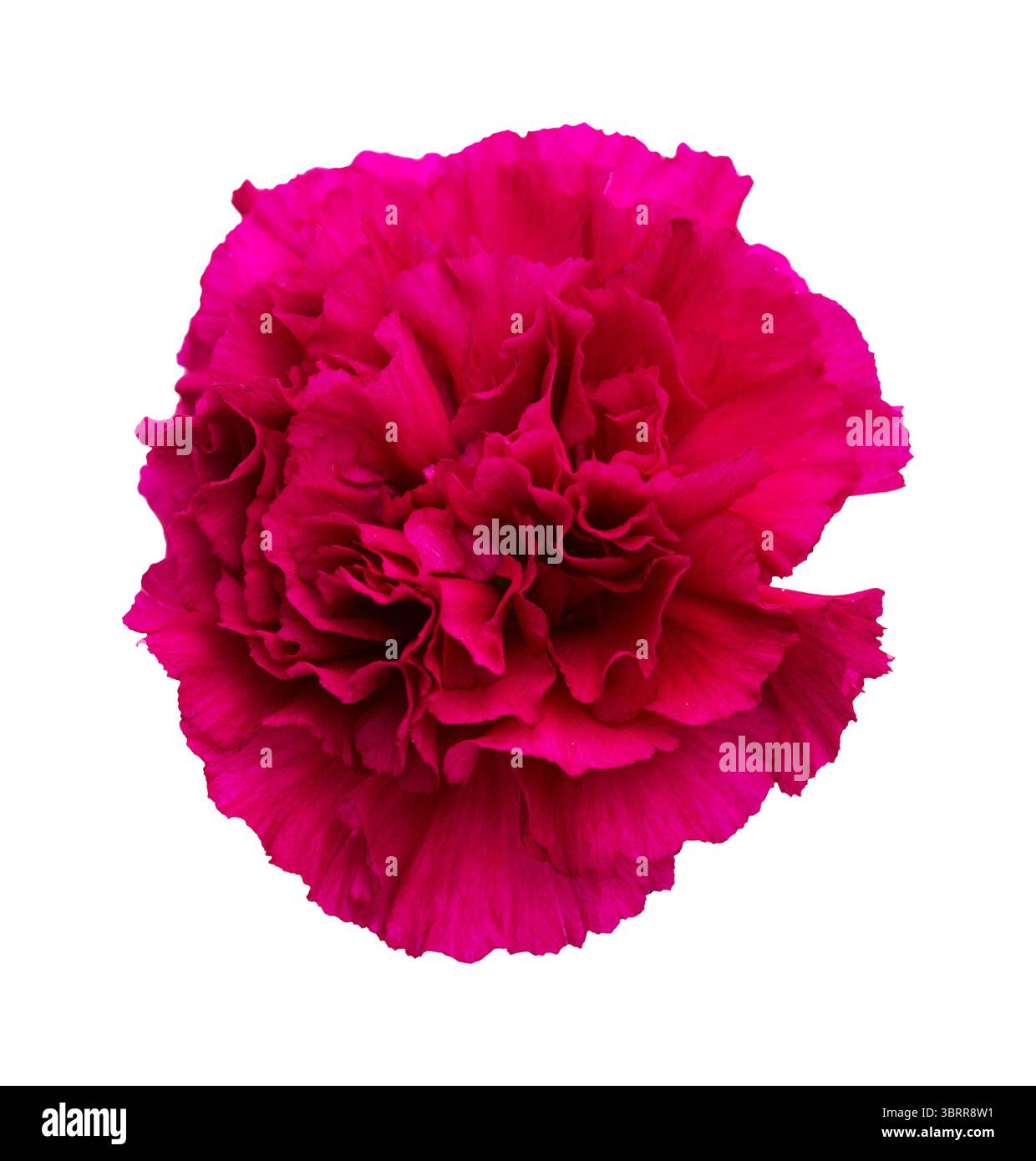 Nelkenblumen aus Equador, in ungewöhnlichen Farben Stockfoto