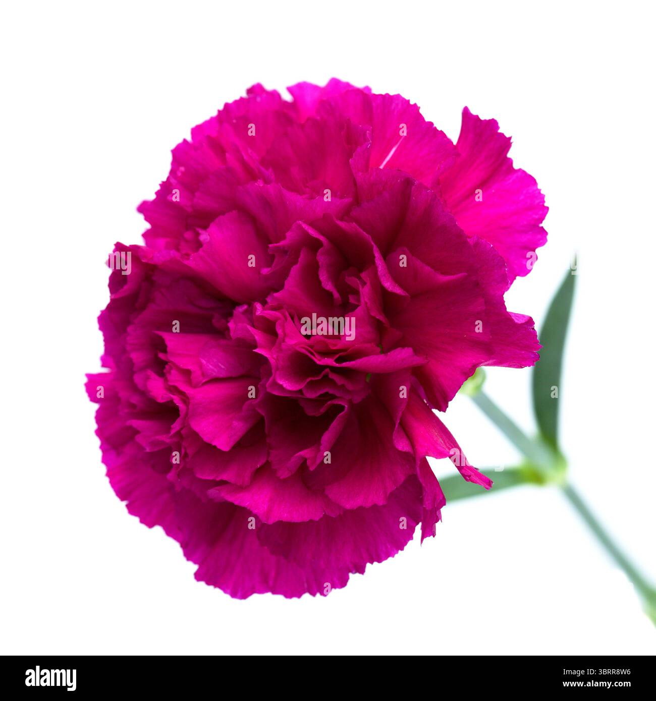 Nelkenblumen aus Equador, in ungewöhnlichen Farben Stockfoto