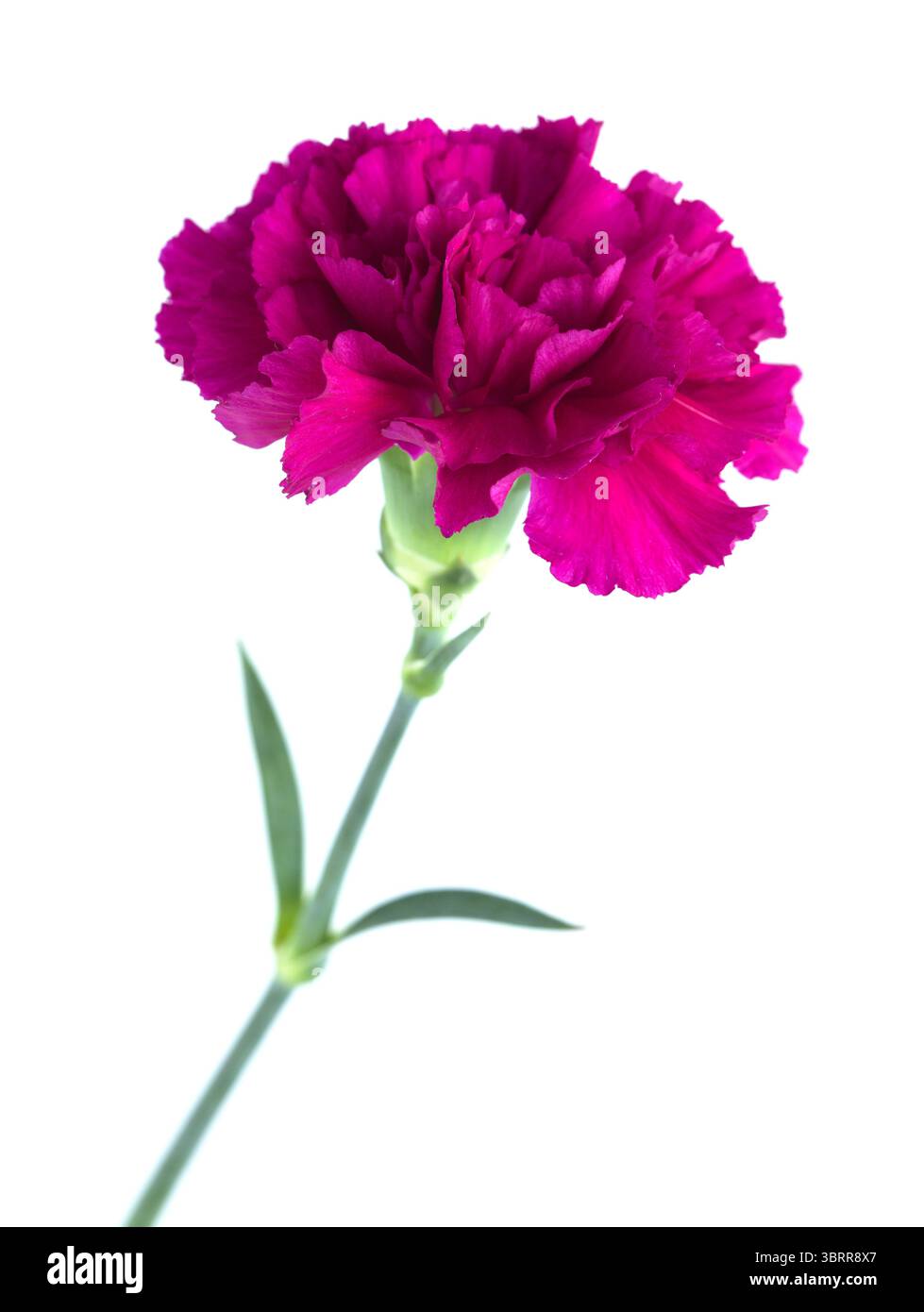 Nelkenblumen aus Equador, in ungewöhnlichen Farben Stockfoto