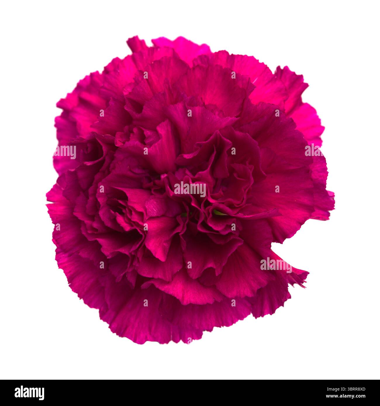 Nelkenblumen aus Equador, in ungewöhnlichen Farben Stockfoto