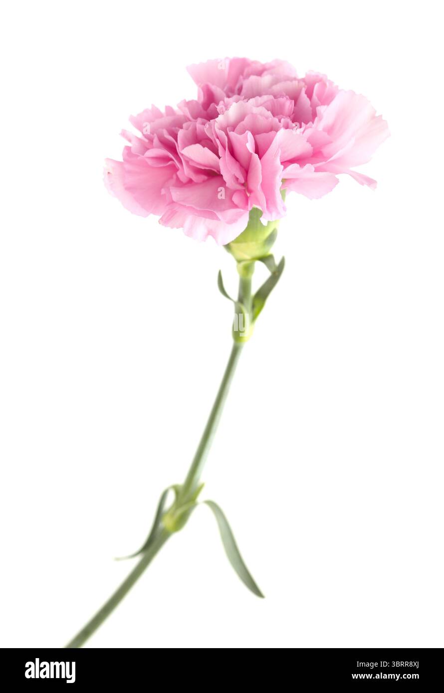 Nelkenblumen aus Equador, in ungewöhnlichen Farben Stockfoto