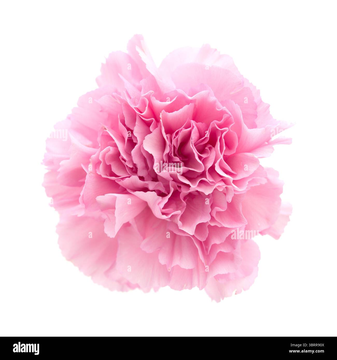 Nelkenblumen aus Equador, in ungewöhnlichen Farben Stockfoto