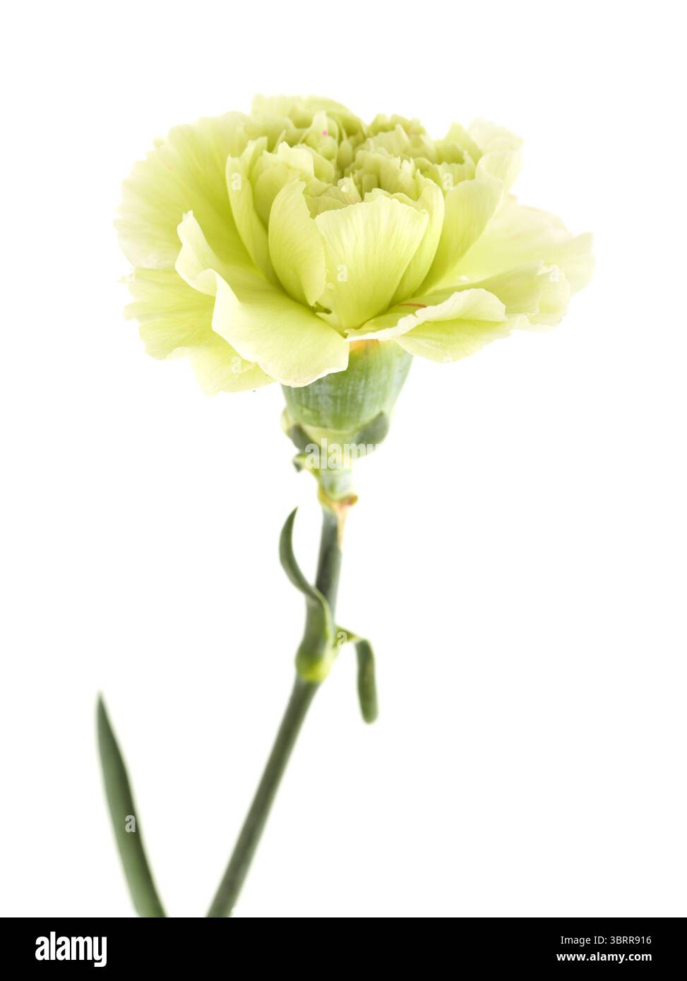 Nelkenblumen aus Equador, in ungewöhnlichen Farben Stockfoto