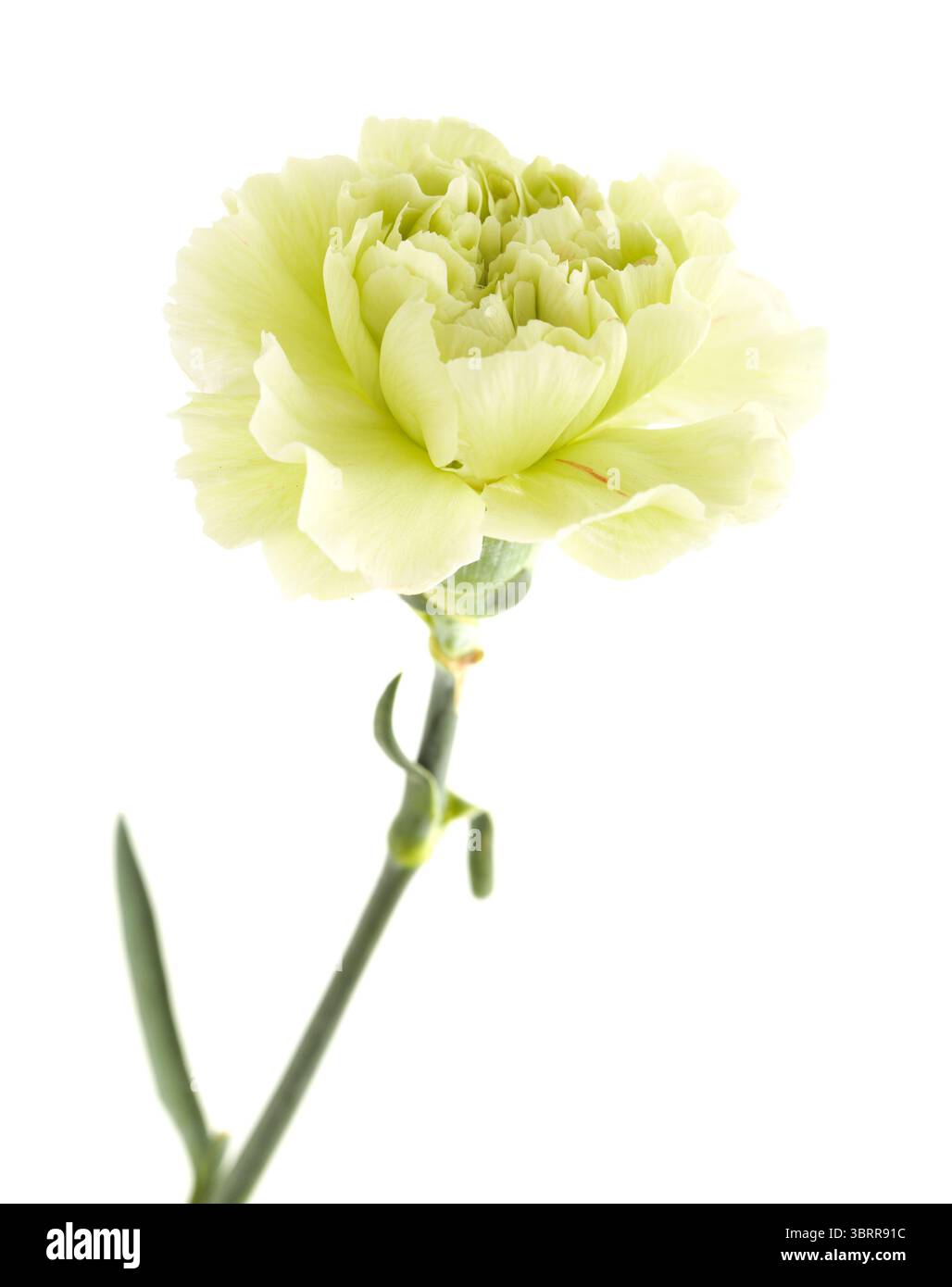 Nelkenblumen aus Equador, in ungewöhnlichen Farben Stockfoto