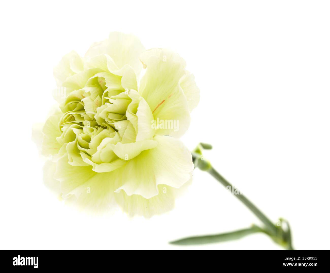 Nelkenblumen aus Equador, in ungewöhnlichen Farben Stockfoto