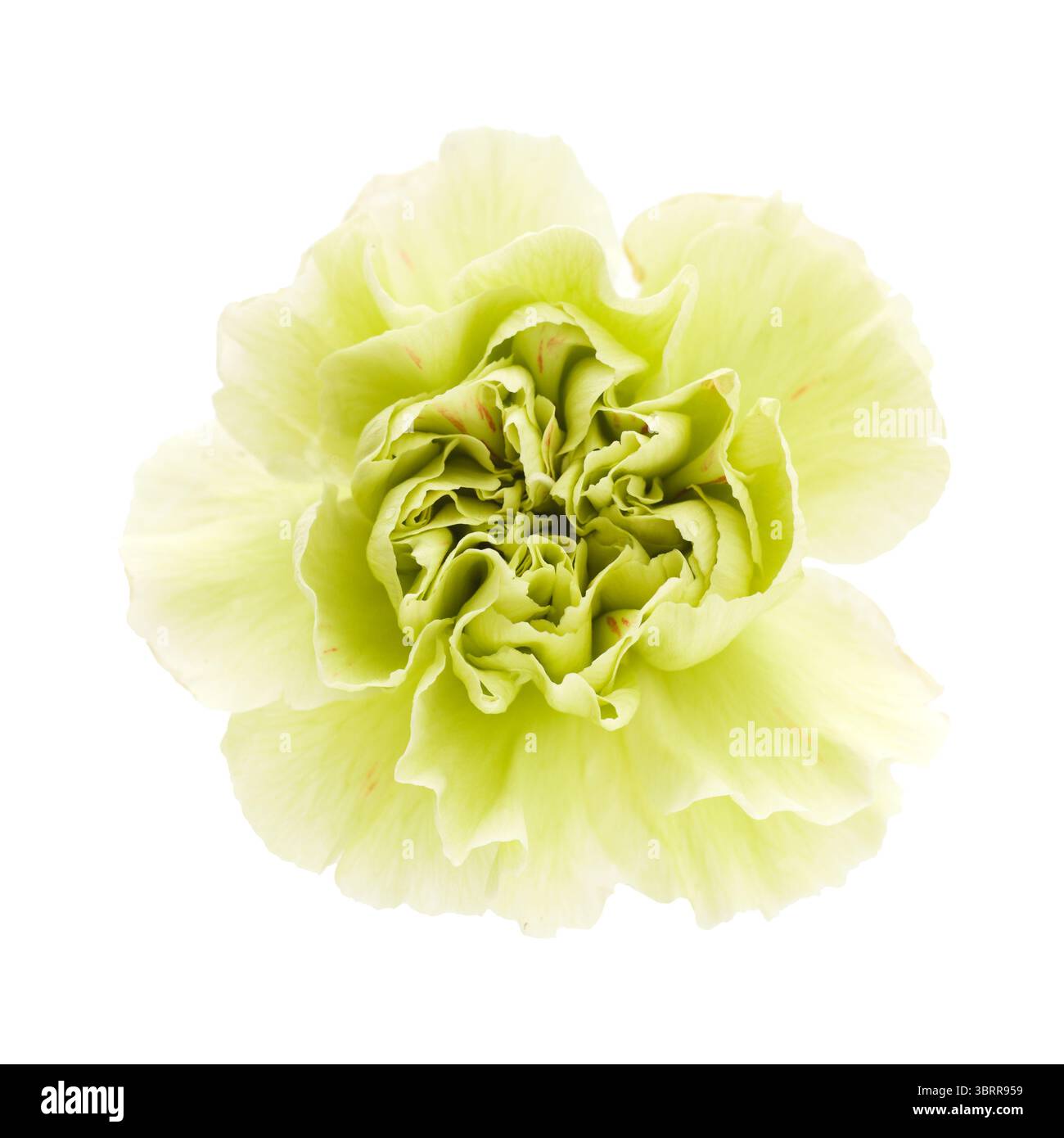 Nelkenblumen aus Equador, in ungewöhnlichen Farben Stockfoto