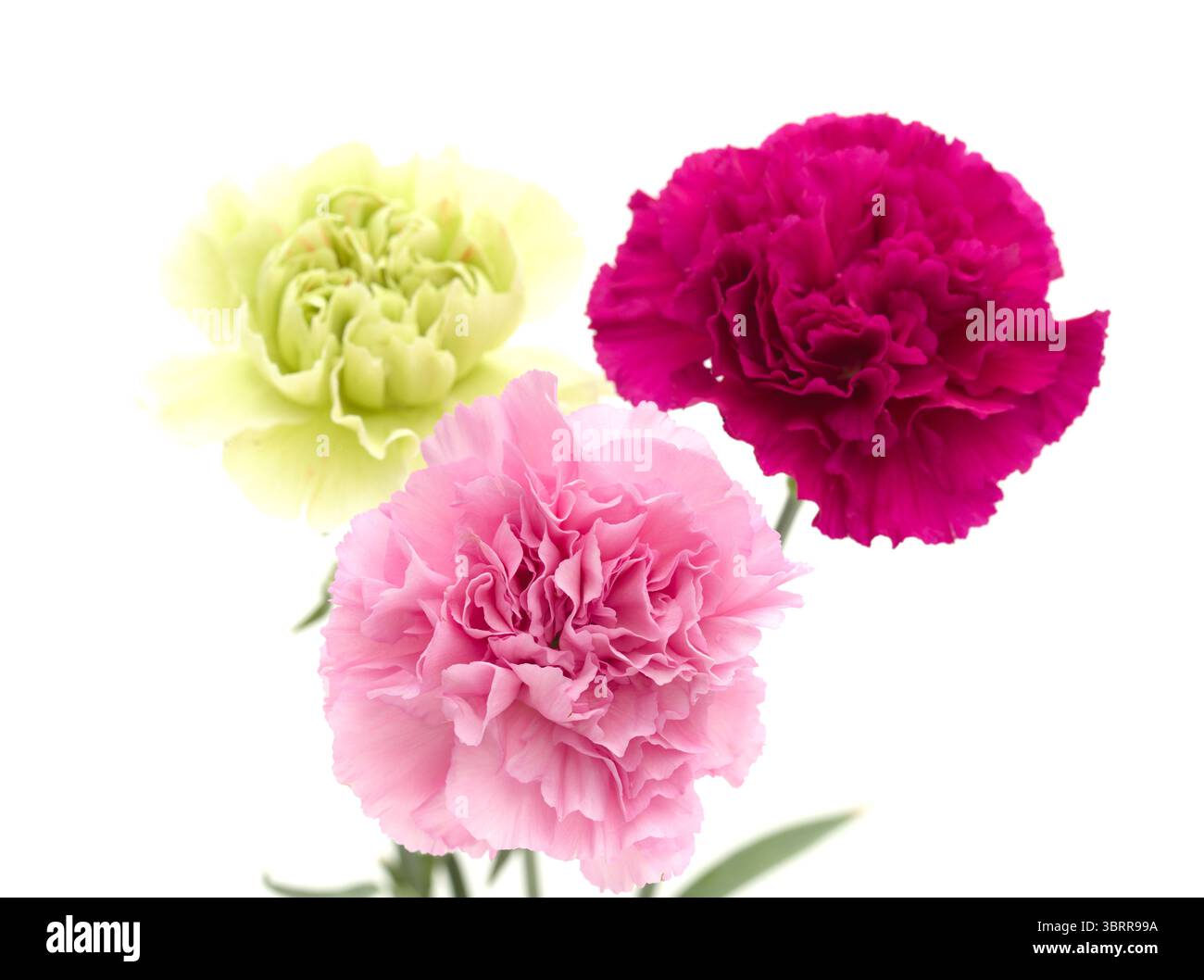 Nelkenblumen aus Equador, in ungewöhnlichen Farben Stockfoto