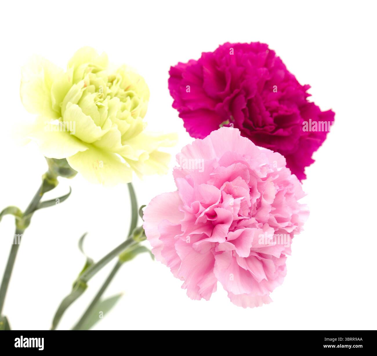 Nelkenblumen aus Equador, in ungewöhnlichen Farben Stockfoto