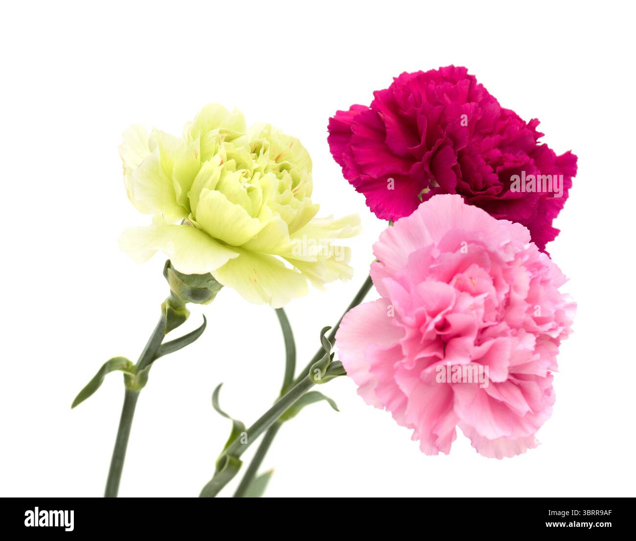 Nelkenblumen aus Equador, in ungewöhnlichen Farben Stockfoto