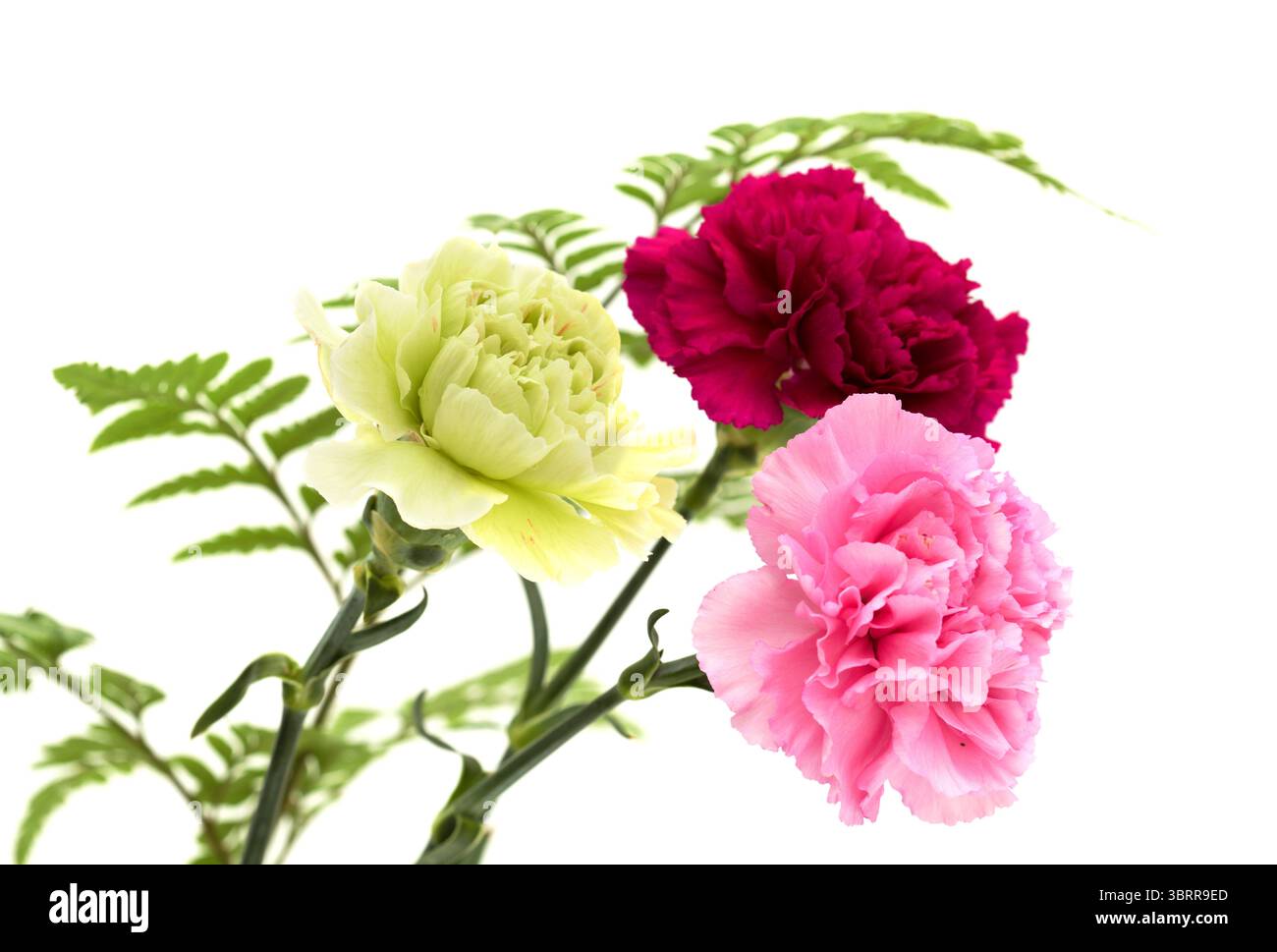 Nelkenblumen aus Equador, in ungewöhnlichen Farben Stockfoto