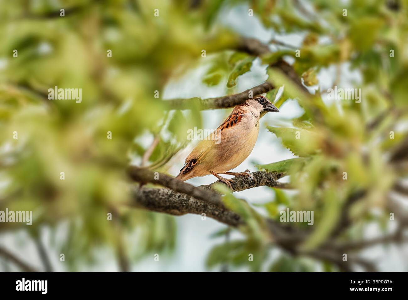 Kleiner Vogel sitzt auf einem Baumzweig inmitten von üppigem Grün und genießt die Ruhe seines natürlichen Lebensraums Stockfoto