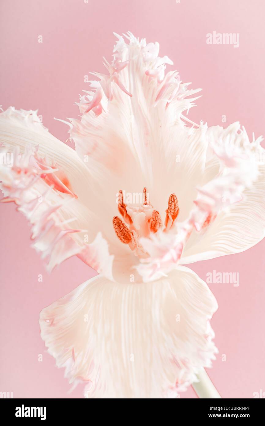 Mitte der weißen Tulpe mit sichtbaren Staubblättern, rosa Hintergrund Nahaufnahme Stockfoto