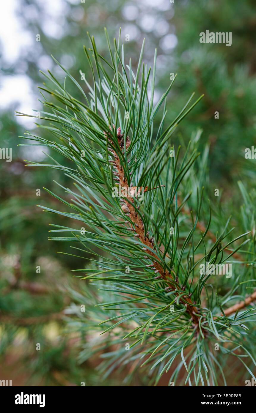 Frische grüne Kiefernnadeln wachsen auf einem Zweig in einem dichten Wald. Lebendiges, natürliches Licht, weiches Bokeh, frisches Wachstum, immergrün, organische, detaillierte Textur Stockfoto
