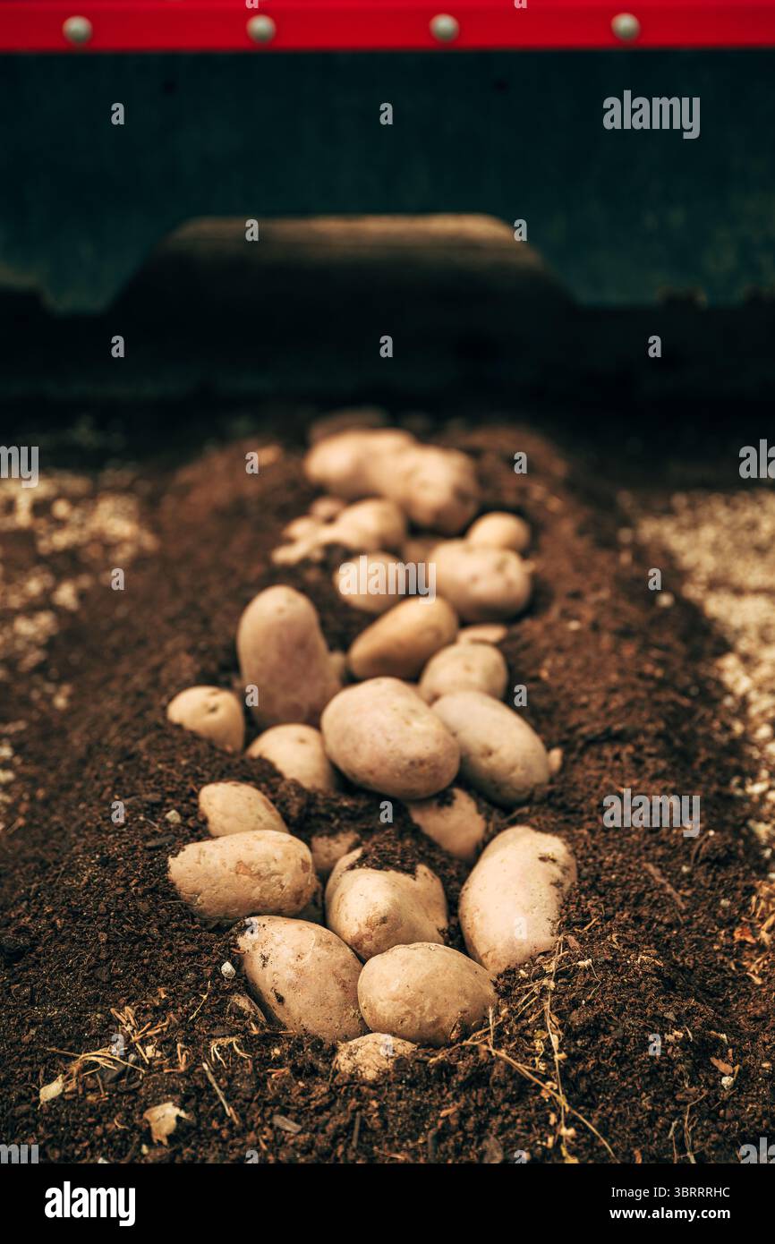 Kartoffelerntemaschine im Feld für kultiviertes Erntegut, selektiver Fokus Stockfoto