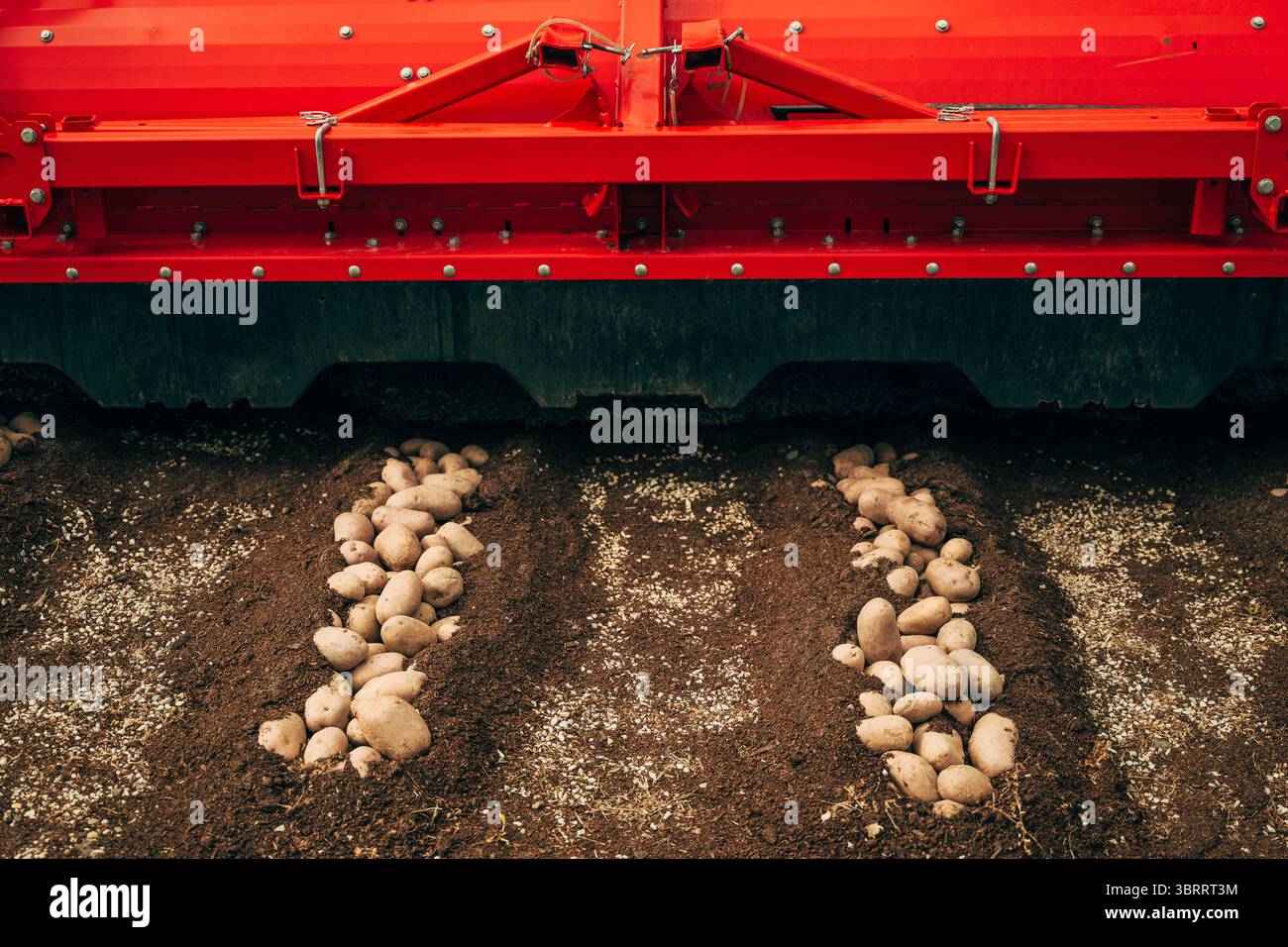 Kartoffelerntemaschine im Feld für kultiviertes Erntegut, selektiver Fokus Stockfoto