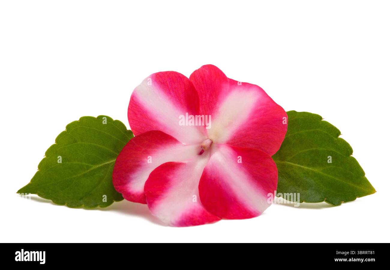 Beschäftigte lizzy Blumen isoliert auf weißem Hintergrund Stockfoto