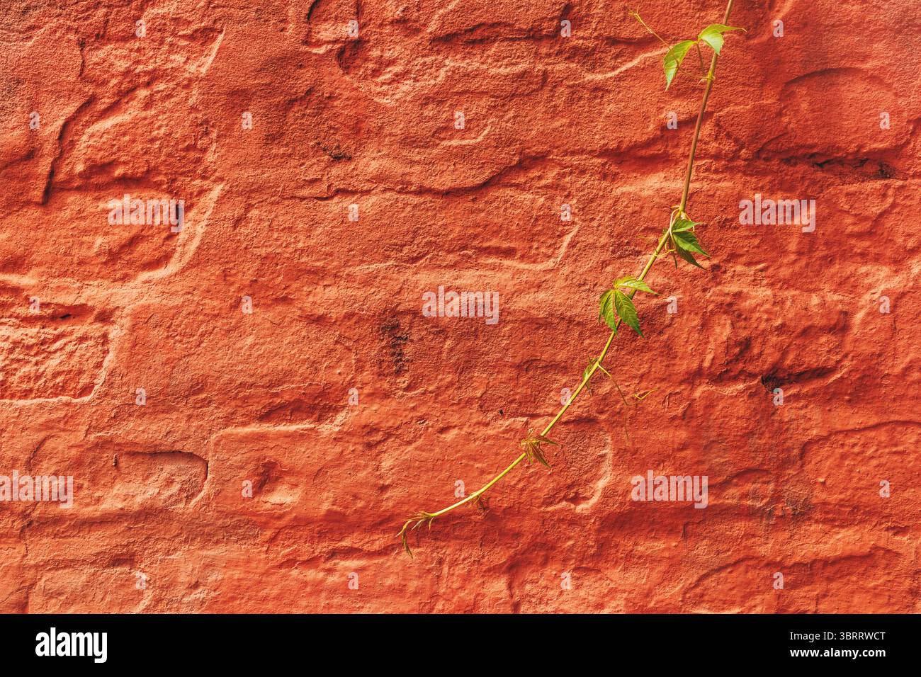 Grüner Pflanzenzweig vor oranger Ziegelwand als Hintergrund Stockfoto